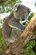 austr_koala_125