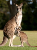 kangaroos (mum & little)_125