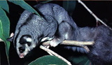 sugar glider_160